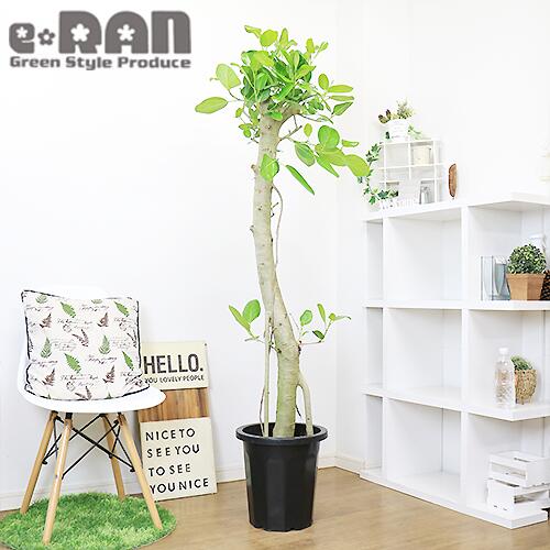 クリスマスツリー特価 観葉植物 大型 H169cm ゴムの木 フィカス ベンガレンシス 10号鉢 幹太 朴仕立 管理説明書 受皿付 肥料小袋プレゼント Fucoa Cl