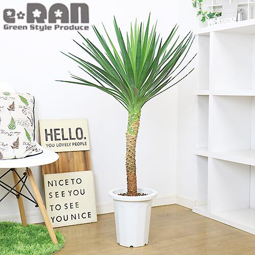 新品?正規品 希少種 観葉植物 ユッカ アロイフォリア H111cm 8号鉢 ...
