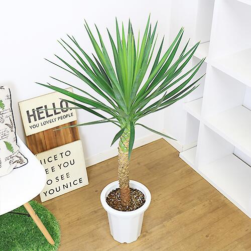 新品?正規品 希少種 観葉植物 ユッカ アロイフォリア H111cm 8号鉢 ...