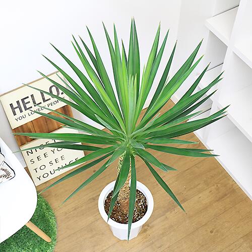 新品?正規品 希少種 観葉植物 ユッカ アロイフォリア H111cm 8号鉢 ...