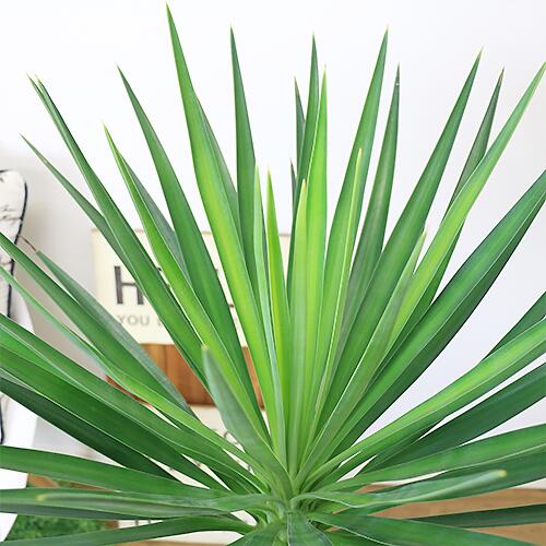 新品?正規品 希少種 観葉植物 ユッカ アロイフォリア H111cm 8号鉢 ...