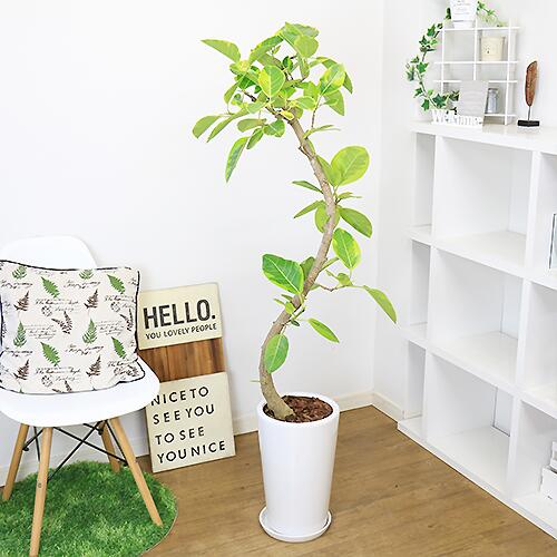 H143cm フィカス 陶器鉢 アルテシーマ 幹太 アルテシマ 曲がり樹形