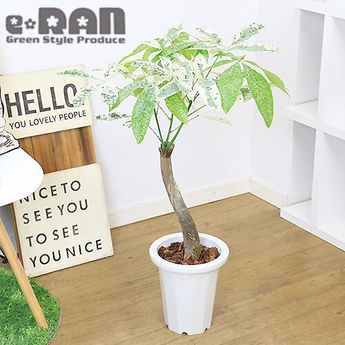 観葉植物 斑入り パキラ ミルキーウェイ 接木 H81cm 7号鉢 管理説明書 受皿付き 肥料小袋プレゼント 割引も実施中