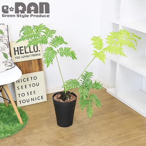 往復送料無料 観葉植物 シダ 塊根 リュウビンタイ H77cm 7号鉢 管理説明書 受皿付き 肥料小袋プレゼント Fucoa Cl