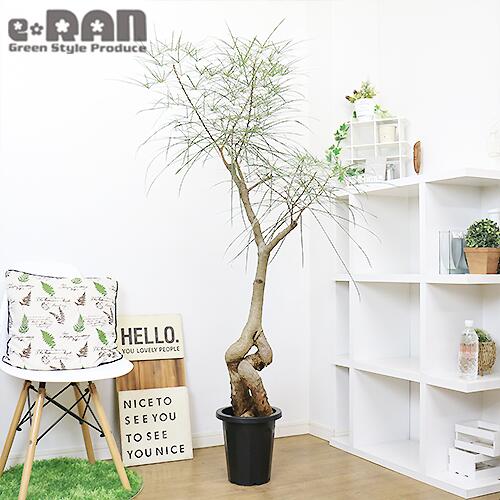 人気の新作 観葉植物 大型 ブラキキトン ルペストリス H166cm 8号鉢 管理説明書 受皿