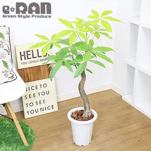 超美品の 観葉植物 パキラ ムーンライト 黄斑入り H95cm 7号鉢 管理説明書 受皿付き 肥料小袋プレゼント Fucoa Cl