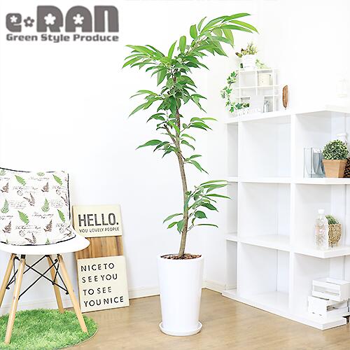 売店 観葉植物 大型 フィカス アムステルダムキング 陶器鉢 H160cm 管理説明書 受皿付き 肥料小袋プレゼント Fucoa Cl 売店 観葉植物 大型 フィカス アムステルダムキング 陶器鉢 H160cm 管理説明書 受皿付き 肥料小袋プレゼント Fucoa Cl