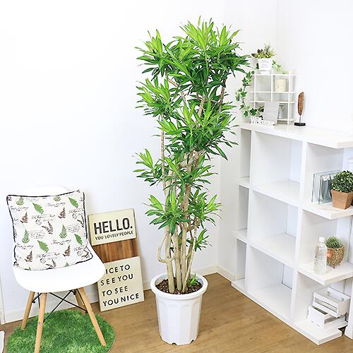 最も優遇 観葉植物 大型 育てやすい ドラセナ ソングオブジャマイカ H171cm 10号鉢 管理説明書 受皿付き 肥料小袋プレゼント Fucoa Cl 最も優遇 観葉植物 大型 育てやすい ドラセナ ソングオブジャマイカ H171cm 10号鉢 管理説明書 受皿付き 肥料小袋プレゼント Fucoa Cl