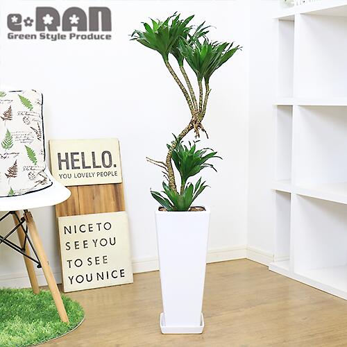 新素材新作 育てやすい観葉植物 ドラセナ コンパクタ 曲がり樹形 H102cm 陶器鉢 白 管理説明書 受皿付き 肥料小袋プレゼント Fucoa Cl