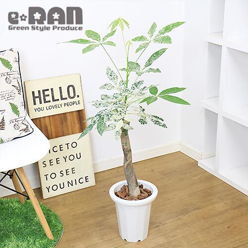 日時指定 観葉植物 斑入り パキラ ミルキーウェイ 接木 H96cm 7号鉢 管理説明書 受皿付き 肥料小袋プレゼント Fucoa Cl
