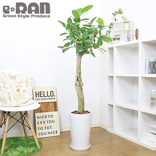 H141cm ゴムの木 フィカス ベンガレンシス 陶器鉢 極太 スタンダード樹形 観葉植物 大型 管理説明書 受皿付 肥料小袋プレゼント あなたにおすすめの商品