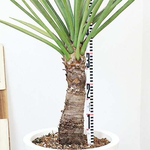 現品】幹立ち Yucca Torreyi ユッカ・トレリー ユッカ・トーリー