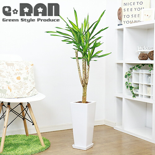 観葉植物 写真の現品お届け 観葉植物 希少種 ドラセナ リッキー H118cm 陶器鉢 白 管理説明書 受皿付き 肥料小袋プレゼント 流通の少ない植物 幸福の木の仲間 学名 Dracaena Deremensis Rickii お家時間 マッサンゲアナ マッサン の枝変わり種 開店祝い 開業祝い