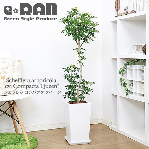 観葉植物 写真の現品お届け 観葉植物 シェフレラ コンパクタ クイーン H117cm 陶器鉢 白 スタンダード樹形 管理説明書 受皿付き 肥料 小袋プレゼント おすすめ ホンコンカポック アルボリコラ カポック 丈夫で育てやすい 初心者 耐寒性 オクトパスツリー 掌形 事務所