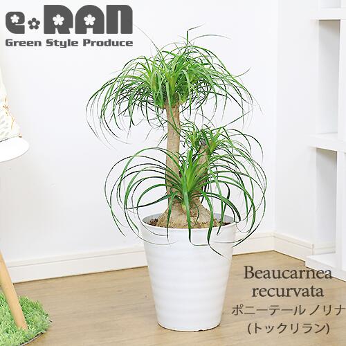 トックリラン ポニーテール 班入り ノリナ インテリア小物 植物/観葉