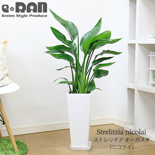 楽天市場】観葉植物 大型 ストレリチア オーガスタ 株立 白 スクエア