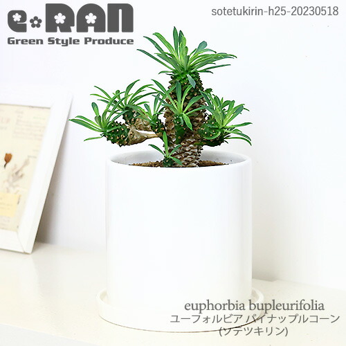 【現品】ユーフォルビア・ソテツキリン　6号　白鉢　（4） 楽天市場】【数量限定販売】多肉植物 小鉢 ユーフォルビア