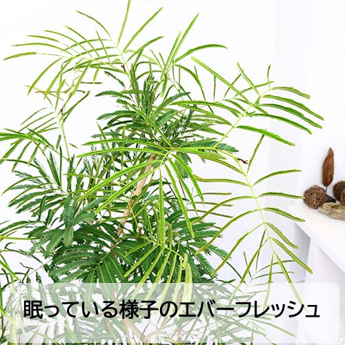 エバーフレッシュ 10号鉢 観葉植物 大型 曲がり樹形 高さ165～180cm