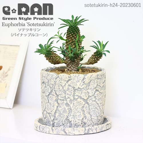 楽天市場】【数量限定販売】多肉植物 小鉢 ユーフォルビア