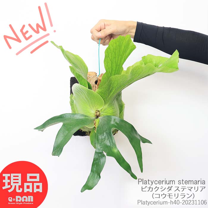 楽天市場】【選べる現品発送】観葉植物 ビカクシダ グランデ（コウモリ 