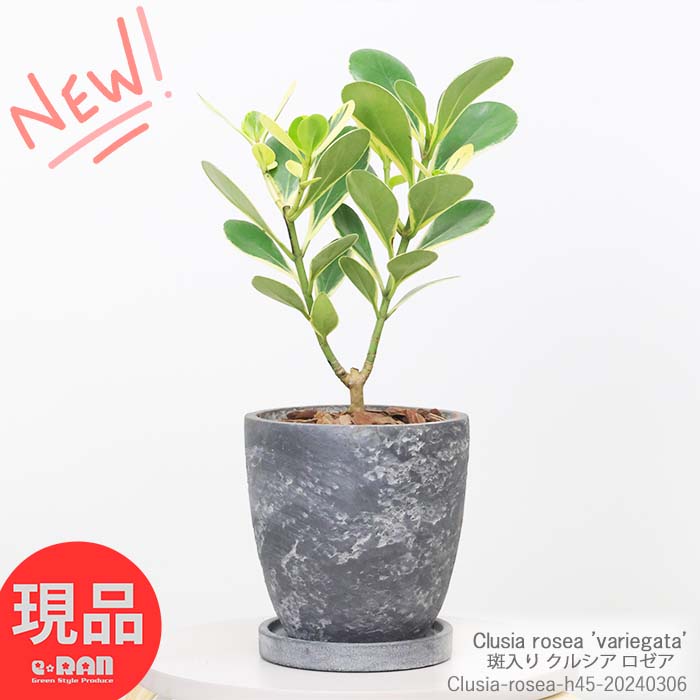 楽天市場】＼ポイント10倍／観葉植物 大型 シーグレープ(ココロバ) 10号鉢 高さ約175cm 自然樹形 丸い形の葉 おすすめ 浜辺ぶどう  コッコロバ 曲がり樹形 風水 ハマベブドウ（浜辺葡萄）Coccoloba Uvifera 心葉【現品発送】 : 観葉植物の専門店e-RAN