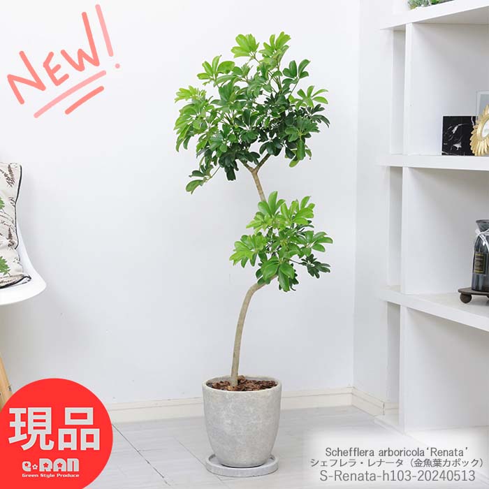 楽天市場】＼ポイント5倍／観葉植物 斑入り シェフレラ ゴールドリーフ 陶器鉢 黒 高さ約113cm ホンコン カポック アルボリコラ 曲線  曲がり樹形 耐寒性 オクトパスツリー 黄色い葉 Schefflera arboricola Dazzle 開店祝い 新築祝い 贈答品【現品発送】 :  観葉植物の専門 ...