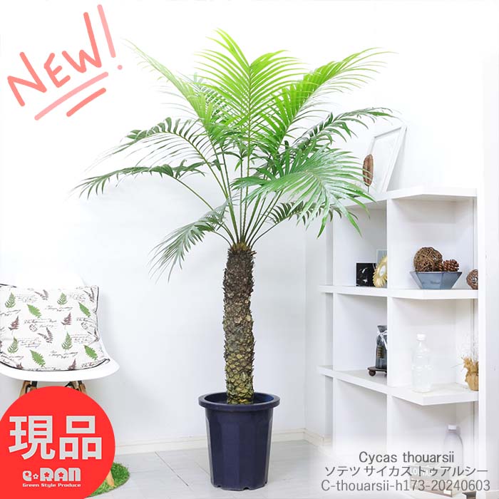 楽天市場】観葉植物 ソテツ 特殊 古木 株立ち 幹立 二股 高さ約88cm エッグセメントポット 8号鉢 蘇鉄 そてつ 子株付き ガーデニング 縁起物  南国ムード 記念樹 リゾート 庭 庭木 根強い人気 屋外で管理 植栽できる南国の木 バルコニー ヤシ 鉄樹 【現品発送】 夏ギフト ...