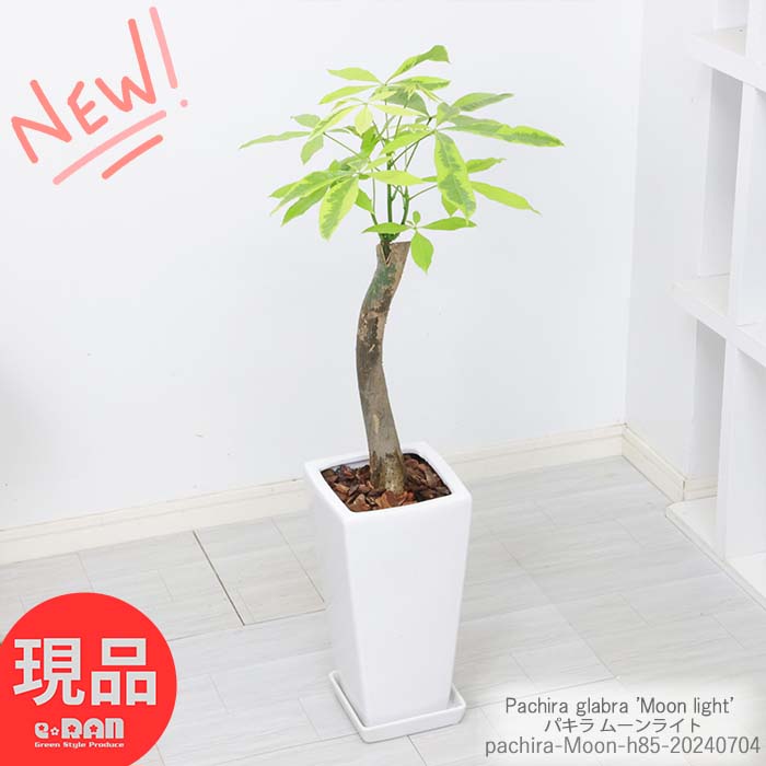 楽天市場】【選べる現品発送】観葉植物 黄斑入り パキラ ムーンライト エッグセメントポット6号サイズ 高さ50～65cm 接木 幹の太い レアな植物  斑入りの葉 植物 おしゃれ ぱきら 発財樹 ライムグリーン 珍しい 入手困難 レア 結婚祝い 新築祝い 夏ギフト 厳選 : 観葉植物 ...