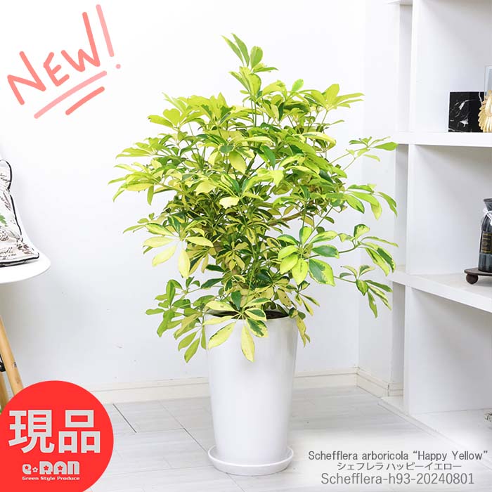 楽天市場】＼ポイント5倍／観葉植物 斑入り シェフレラ ゴールドリーフ 陶器鉢 黒 高さ約113cm ホンコン カポック アルボリコラ 曲線  曲がり樹形 耐寒性 オクトパスツリー 黄色い葉 Schefflera arboricola Dazzle 開店祝い 新築祝い 贈答品【現品発送】  夏ギフト 厳選 ...