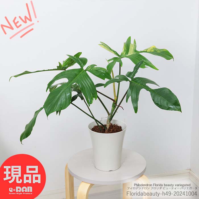 楽天市場】【スーパーSALE】【選べる現品発送】観葉植物 斑入り フィロデンドロン フロリダ ビューティー バリエガータ 高さ約30〜40cm 陶器鉢  受け皿付き 4.5号サイズ Philodendron Florida beauty variegated サトイモ科 ヤッコカズラ 希少 斑入り品種  ハーフムーン ...