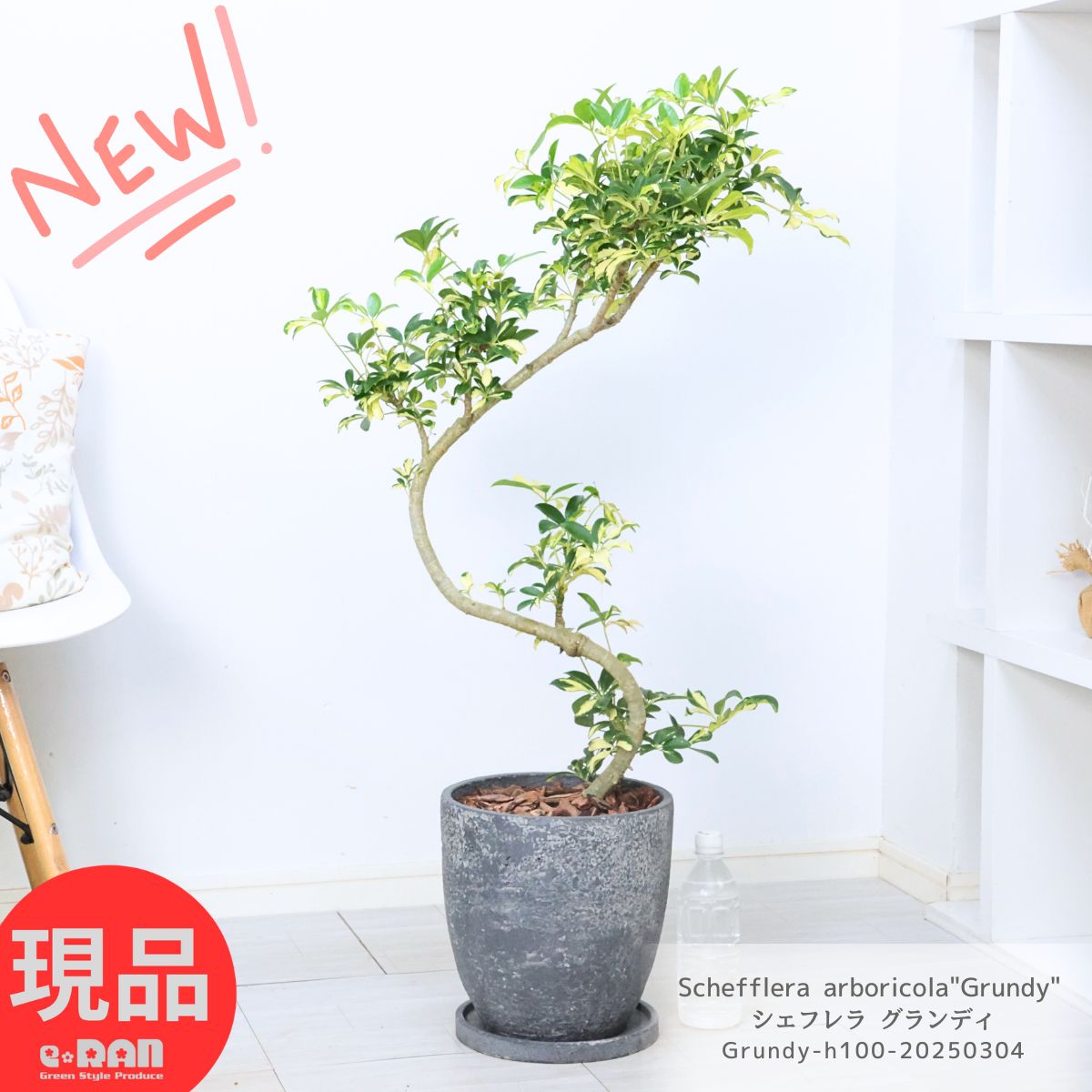 楽天市場】観葉植物 シェフレラ レナータ 金魚葉カポック 高さ約 楽天市場】観葉植物 シェフレラ レナータ 金魚葉カポック 高さ約