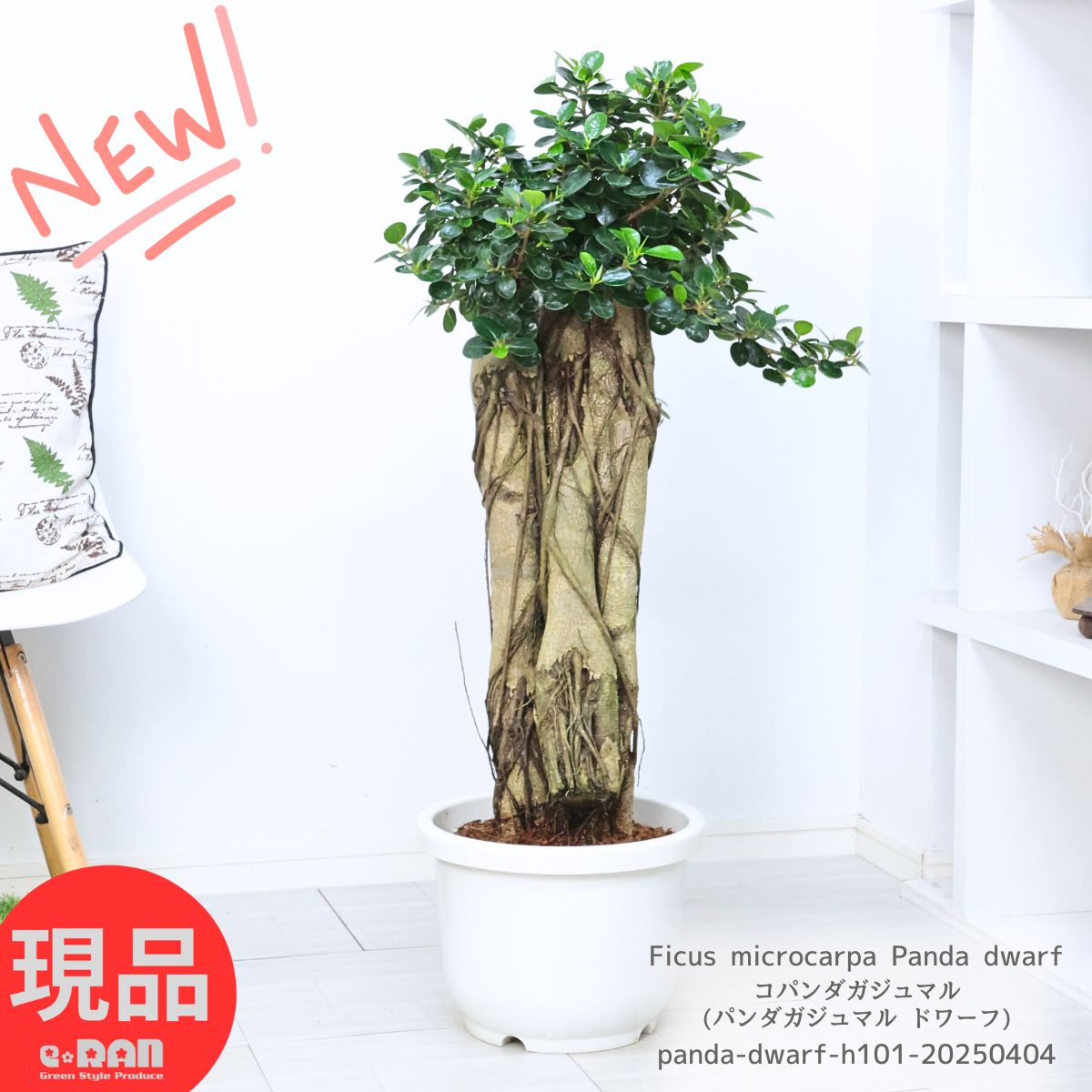 現品］【希少】パンダガジュマル 曲がり プラスチック鉢 7号