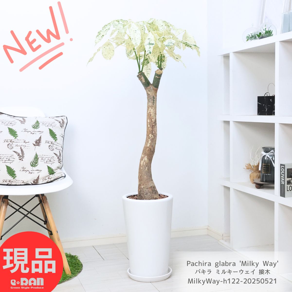 美白 パキラ ミルキーウェイ 接木 5号鉢 楽天市場】観葉植物 斑入りパキラ ミルキーウェイ 5号鉢 パキラ