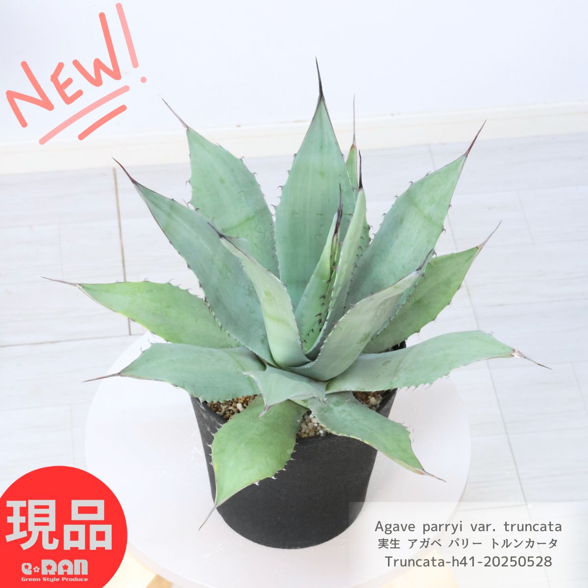 リュウゼツラン　アガベ　パリー　青緑色 約30cm アガベ：パリートルンカータ 8号鉢植え の通販 | 園芸ネット