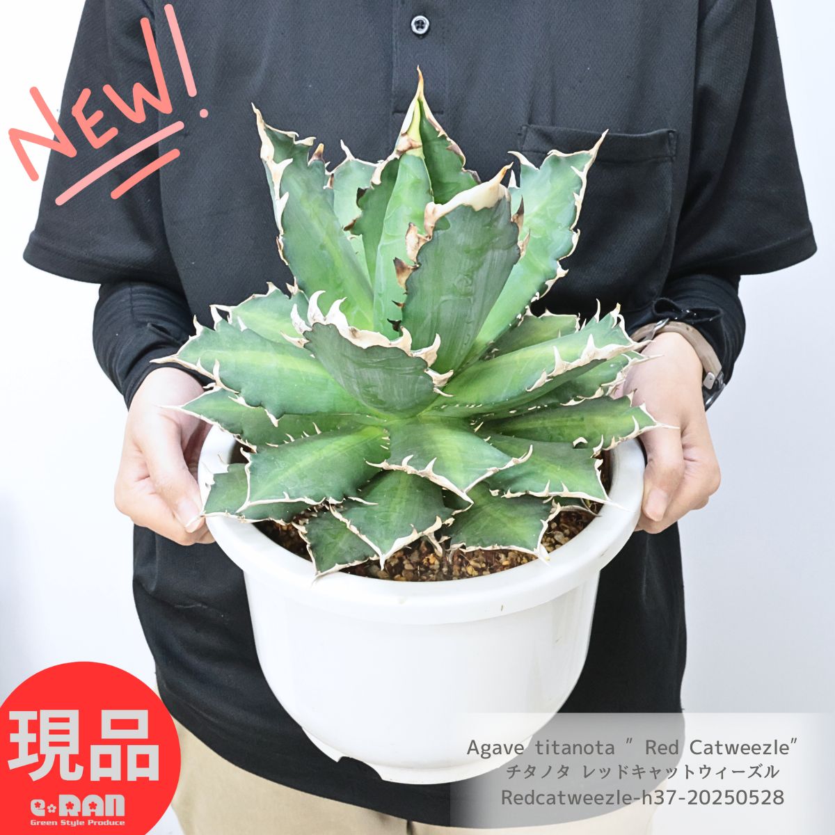 楽天市場】agave titanota oaxaca アガベ チタノタ オアハカ