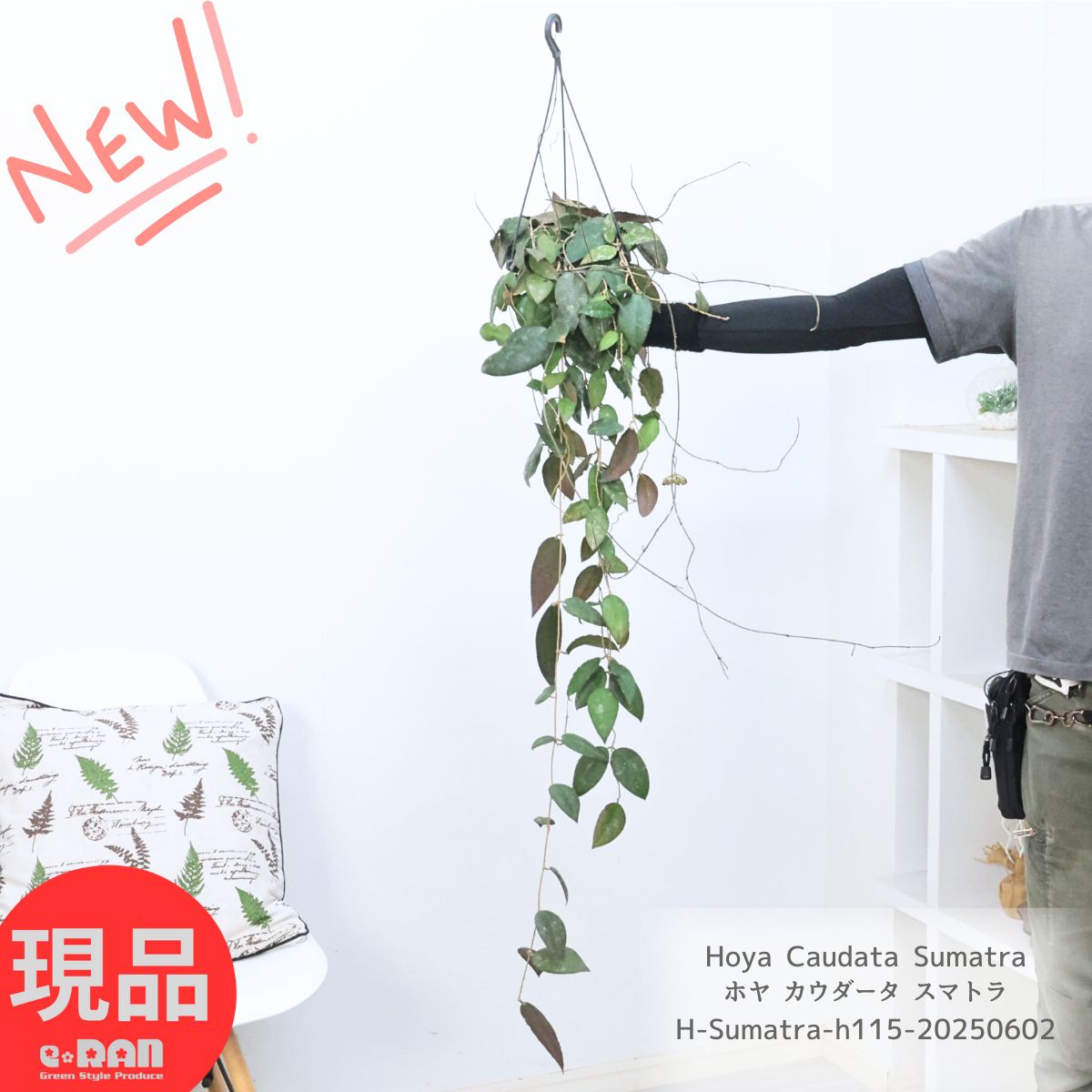 楽天市場】観葉植物 希少シダ ピロシア ロンギフォリア 4号吊り