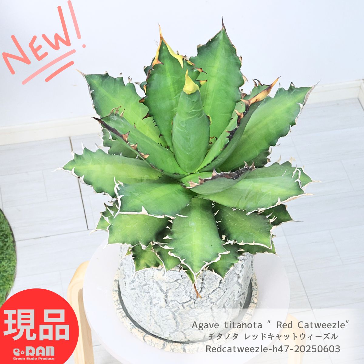 観葉草木の虫打つ手