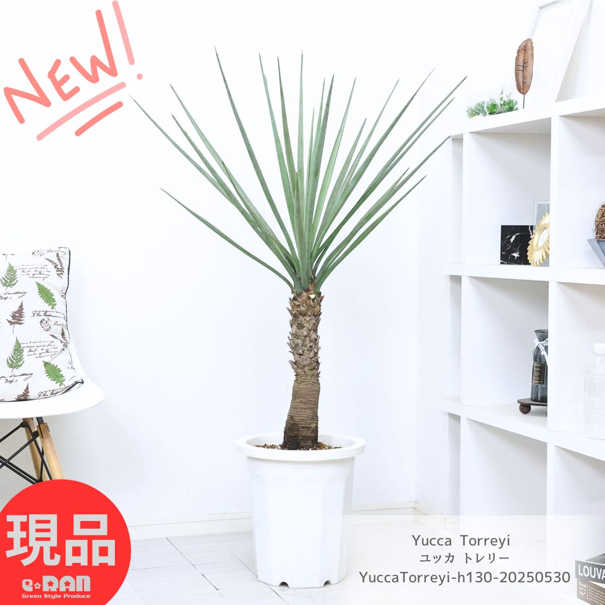 楽天市場】ロックガーデン・ドライガーデン特集【現品・現物】幹