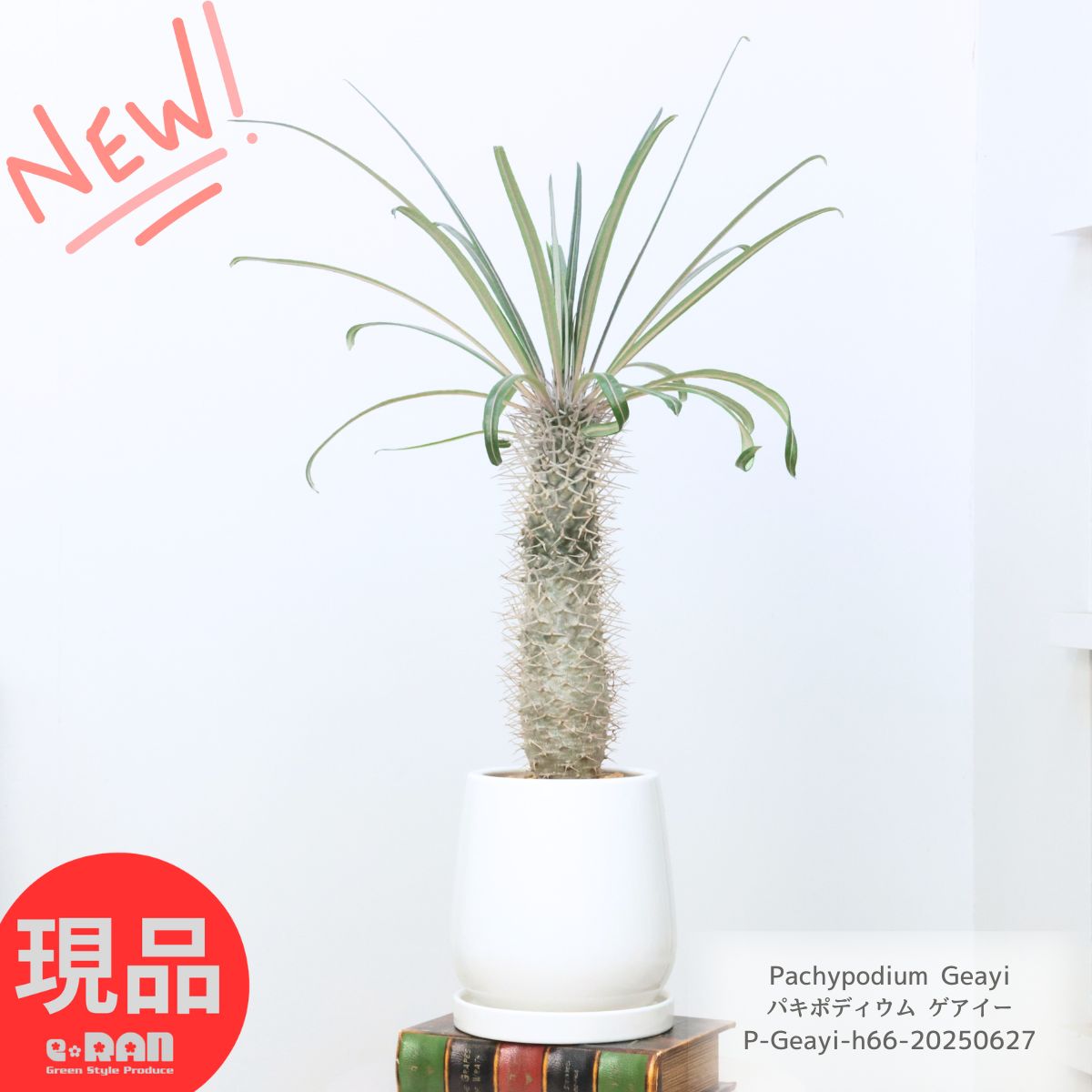 パキポディウム ミケア 大株 現品 楽天市場】PLANCHU 観葉植物 パキポディウム ミケア 3号樹脂鉢