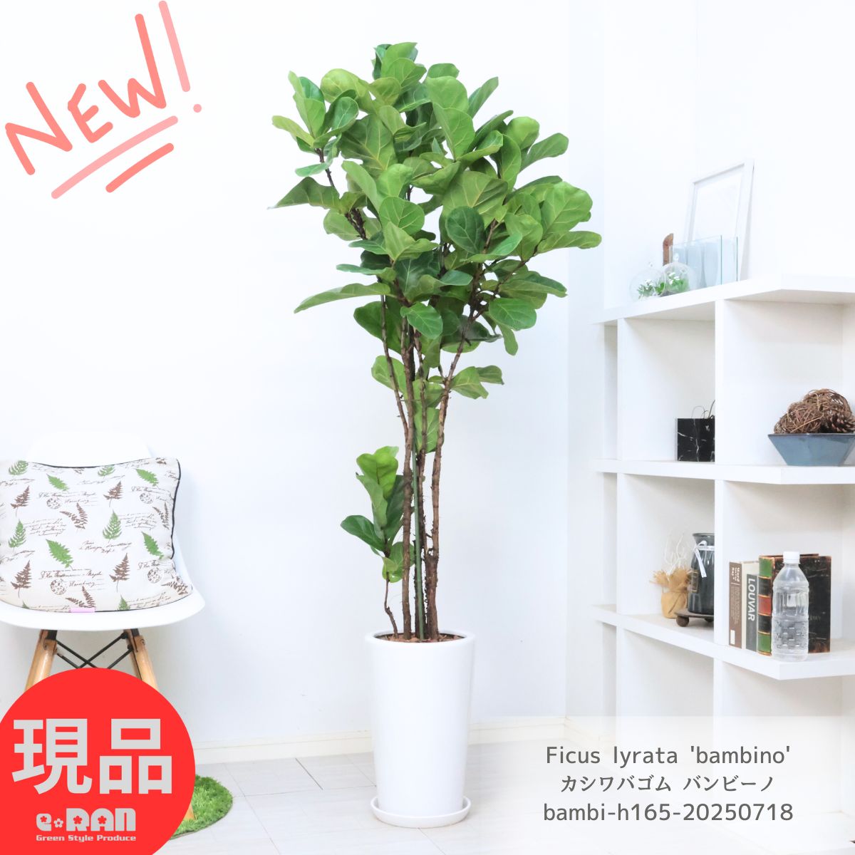 楽天市場】おしゃれ 観葉植物 キンモウコウ：ゴールデンモンキー