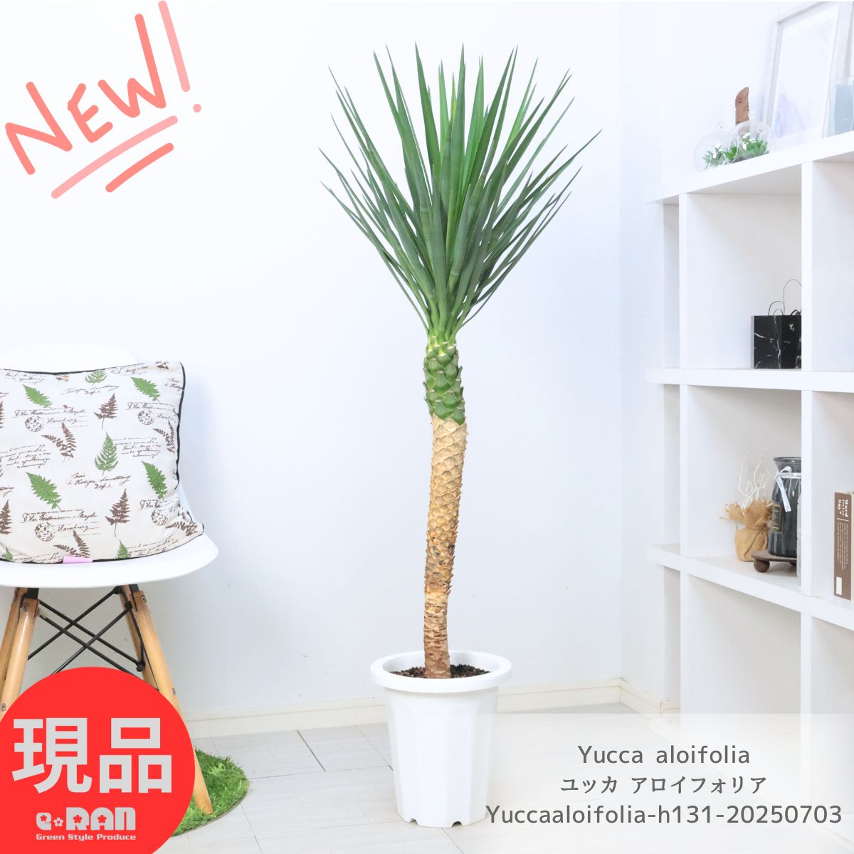 楽天市場】【現品発送】 ユッカ 苗 【センジュラン】 鉢植え