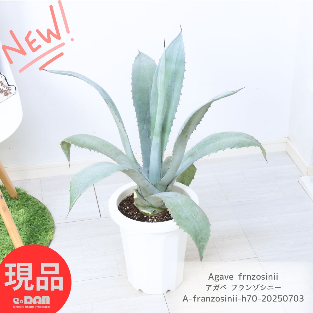 アガベ ボビコルヌータ 限定値下げ アガベ ボビコルヌータ - Johnny the planter