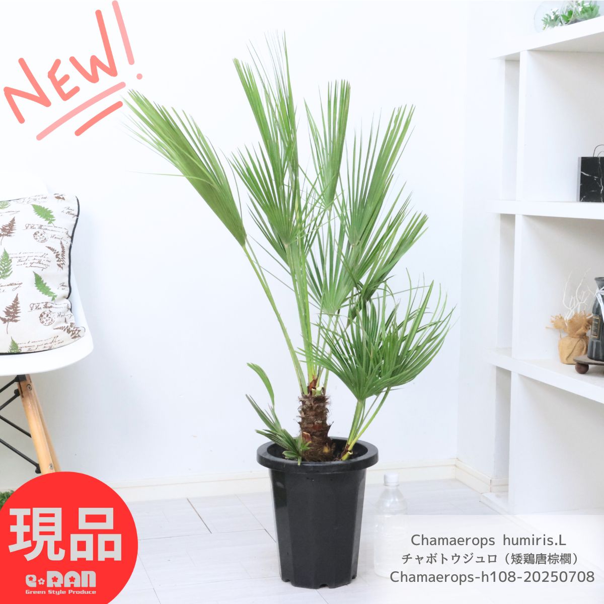 お*ム様 【耐寒性ヤシ】　チャメロプス　ボルケーノ　8号鉢　1株 お*ム様 【耐寒性ヤシ】 チャメロプス ボルケーノ 8号鉢 1株