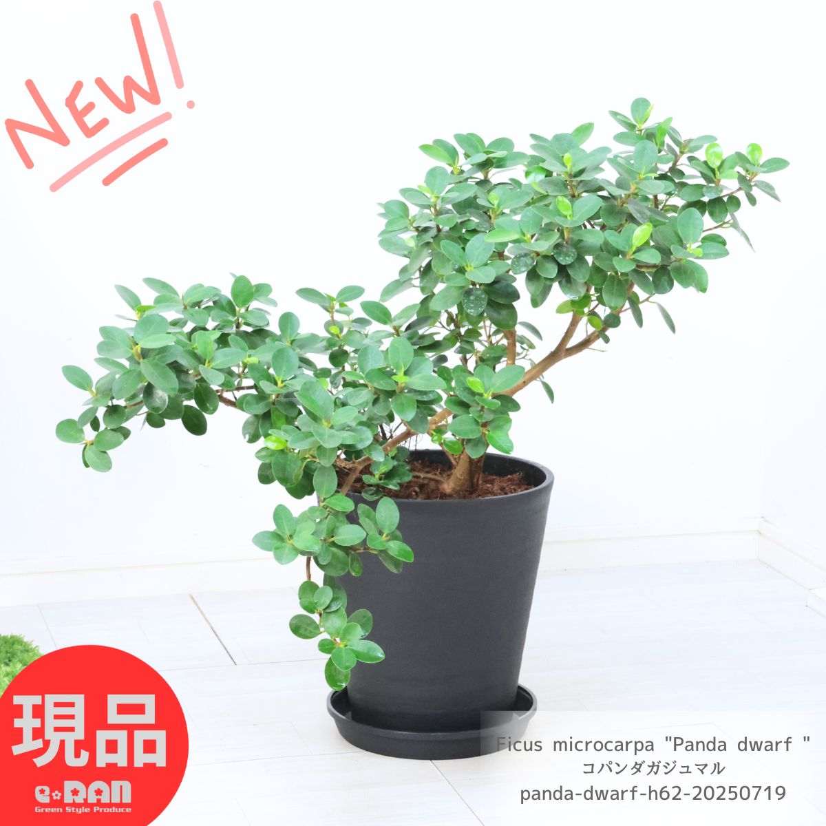 キンモウコウ　250624 179866923_o7.jpg?