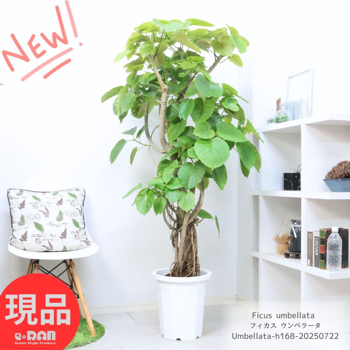 ［現品］42番　フィカス　ウンベラータ　曲がり　8号　観葉植物　室内　大型　人気 観葉植物 本物 フィカス ウンベラータ 曲がり樹形 8号鉢 大型