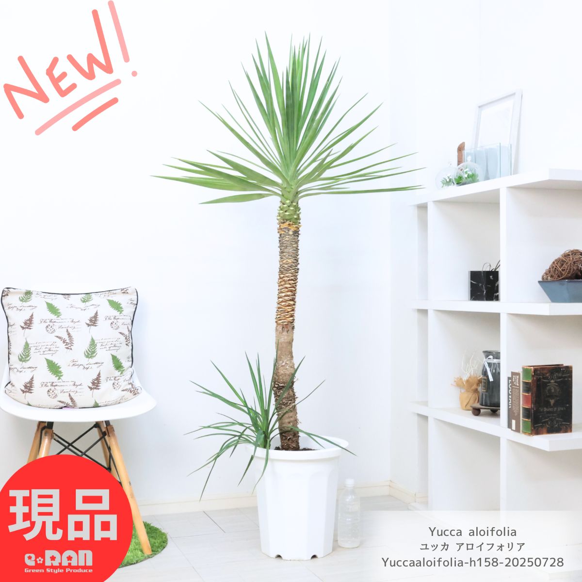 【引き取り限定】 ユッカ アロイフォリア Yucca ドライガーデン　千寿蘭 引き取り限定】 ユッカ アロイフォリア Yucca ドライガーデン 千寿蘭