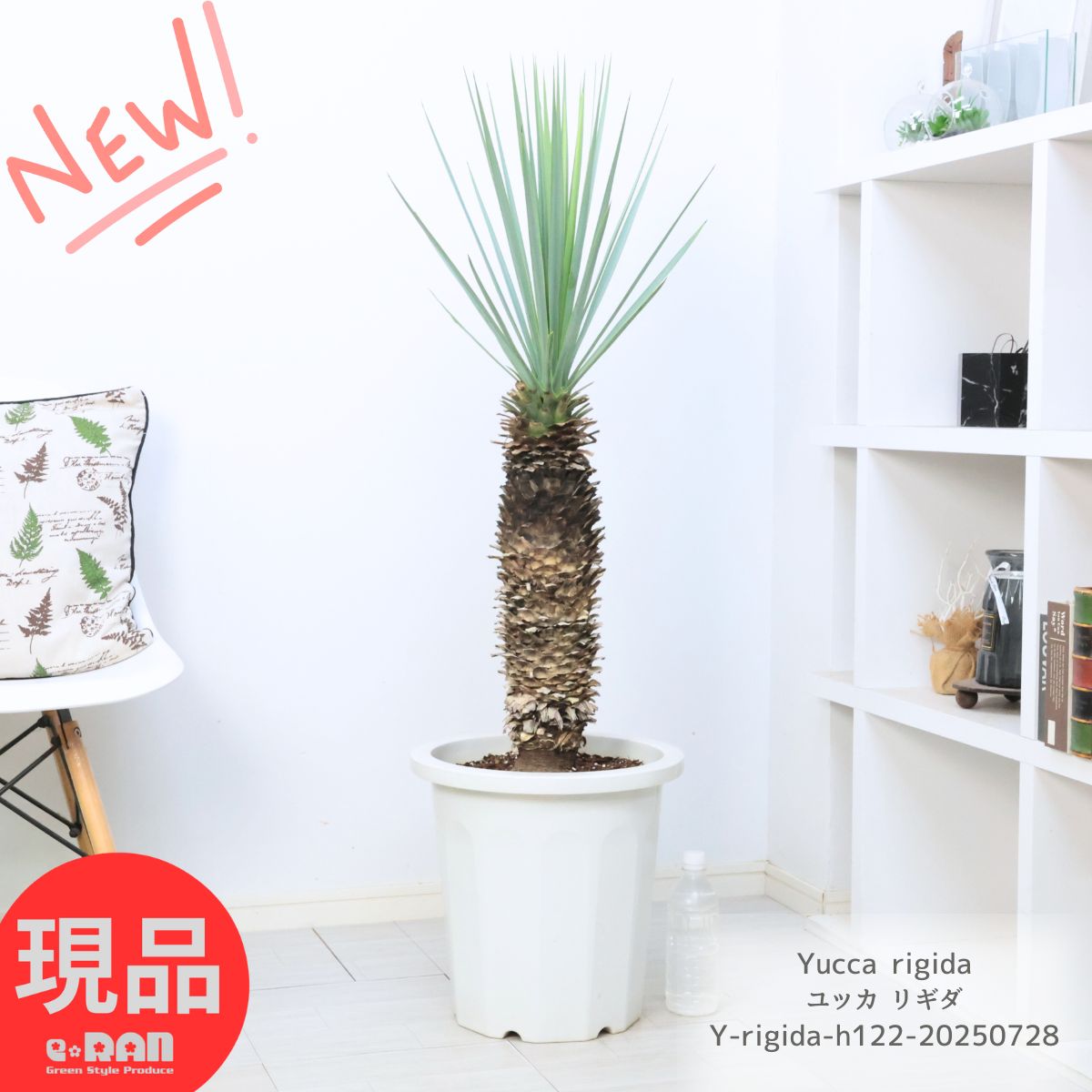 【レア品】ユッカ アロイフォリア 千寿蘭(センジュラン） 斑入り 楽天市場】【現品発送】 ユッカ 苗 【センジュラン】 鉢植え