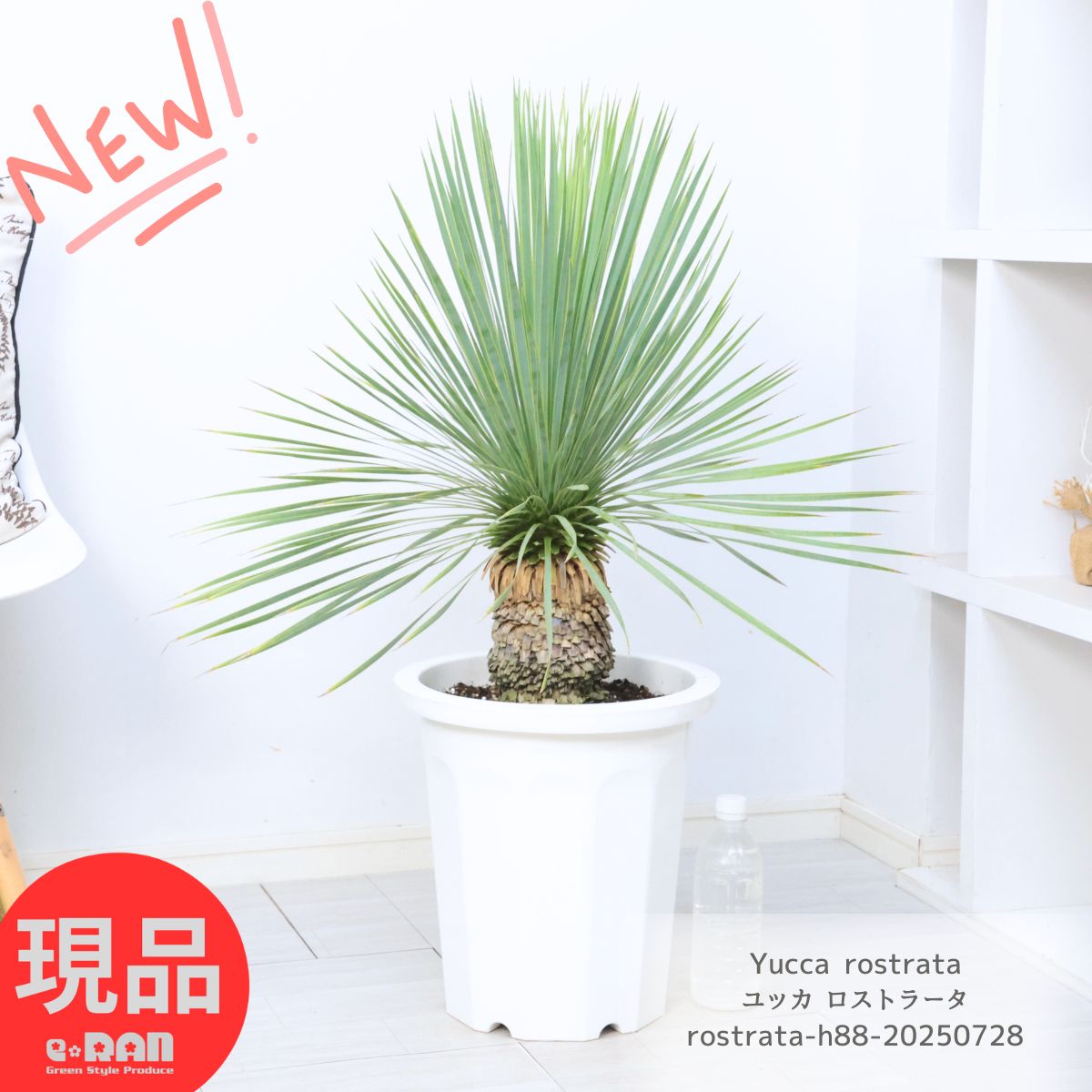 楽天市場】ユッカ トンプソニアーナ 常緑 観葉植物 丈夫 耐寒性 ドライ