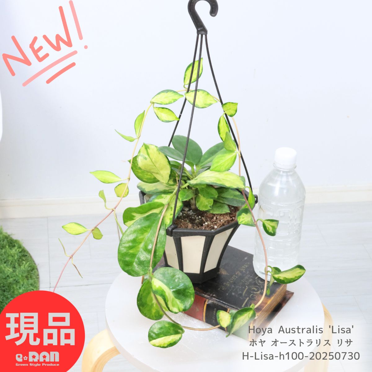 楽天市場】観葉植物 ハイブリッド種 ホヤ オーストラリス リサ 5