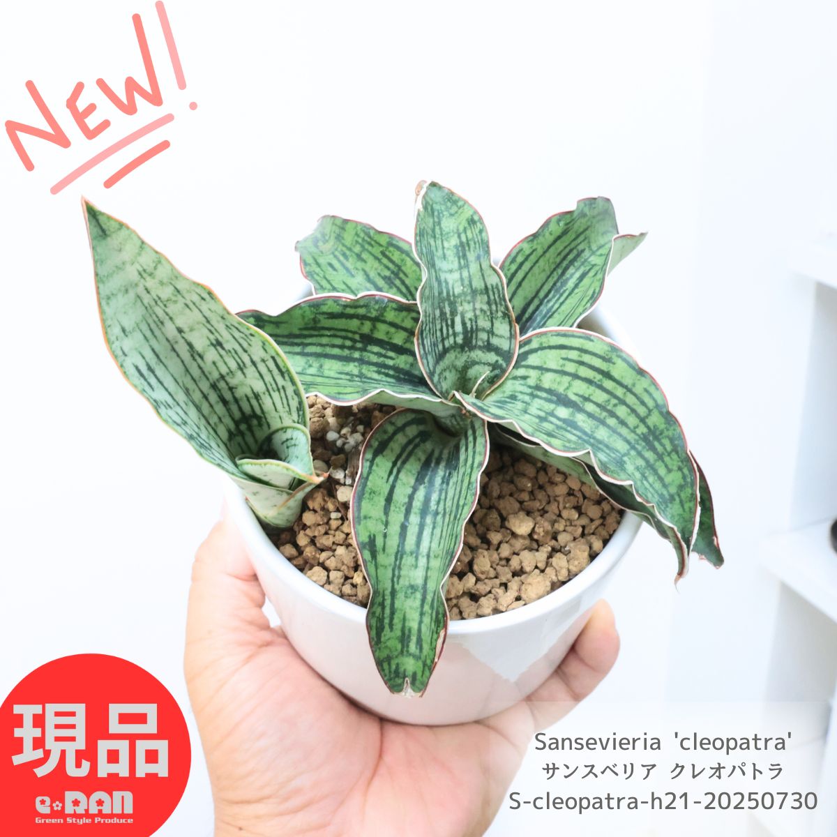【現品】サンスベリア・クレオパトラ　7号　な３番 楽天市場】☆【現品・現物】サンスベリア・クレオパトラ 7号 な